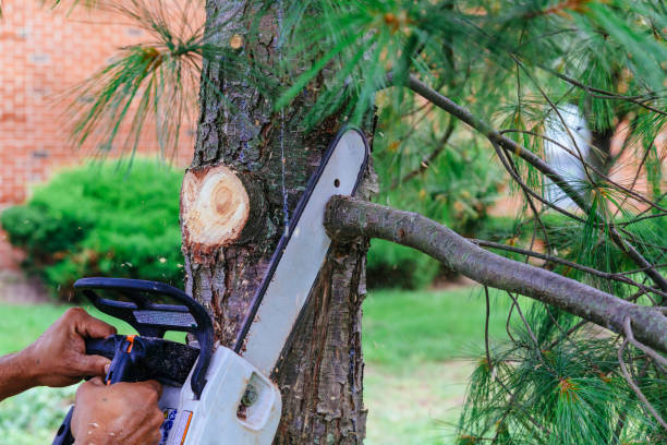 Beaver, UT  Tree Services Company